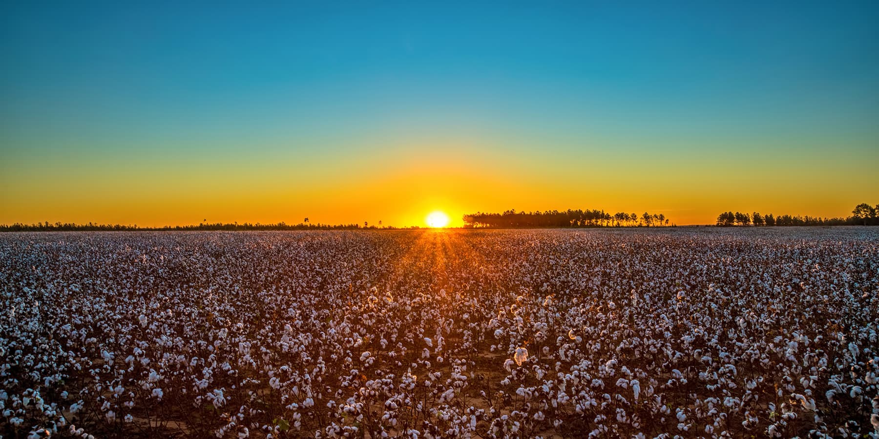 Cotton fields at sunset